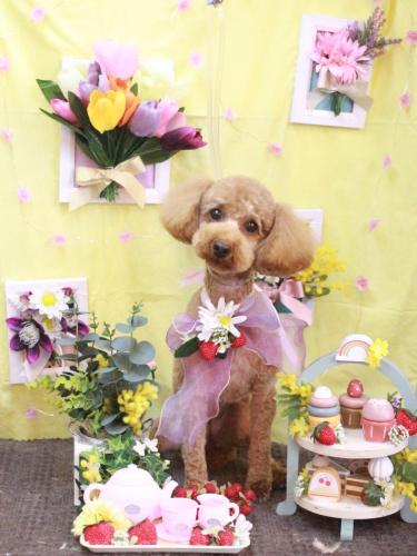 20230330内野　ポムちゃん